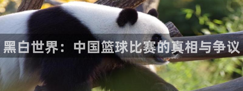 黑白世界：中国篮球比赛的真相与争议