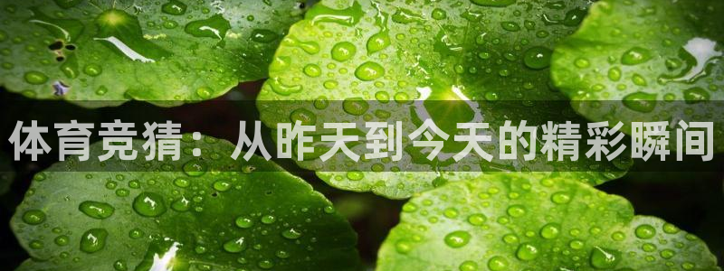 体育竞猜：从昨天到今天的精彩瞬间
