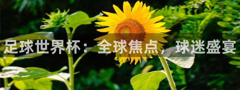 足球世界杯：全球焦点，球迷盛宴