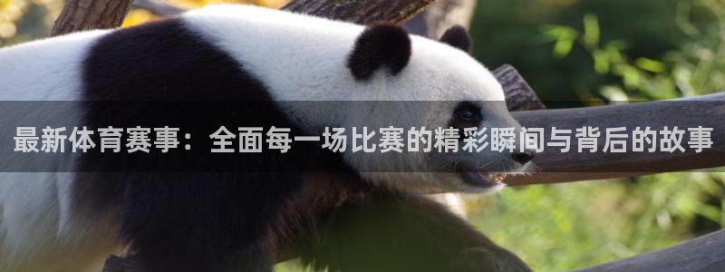 最新体育赛事：全面每一场比赛的精彩瞬间与背后的故事