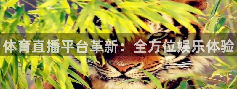 体育直播平台革新：全方位娱乐体验