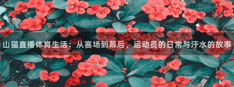 山猫直播体育生活：从赛场到幕后，运动员的日常与汗水的故事