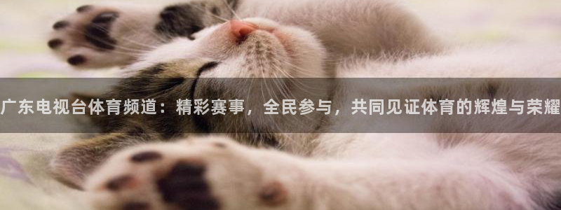 广东电视台体育频道：精彩赛事，全民参与，共同见证体育的辉煌与荣耀